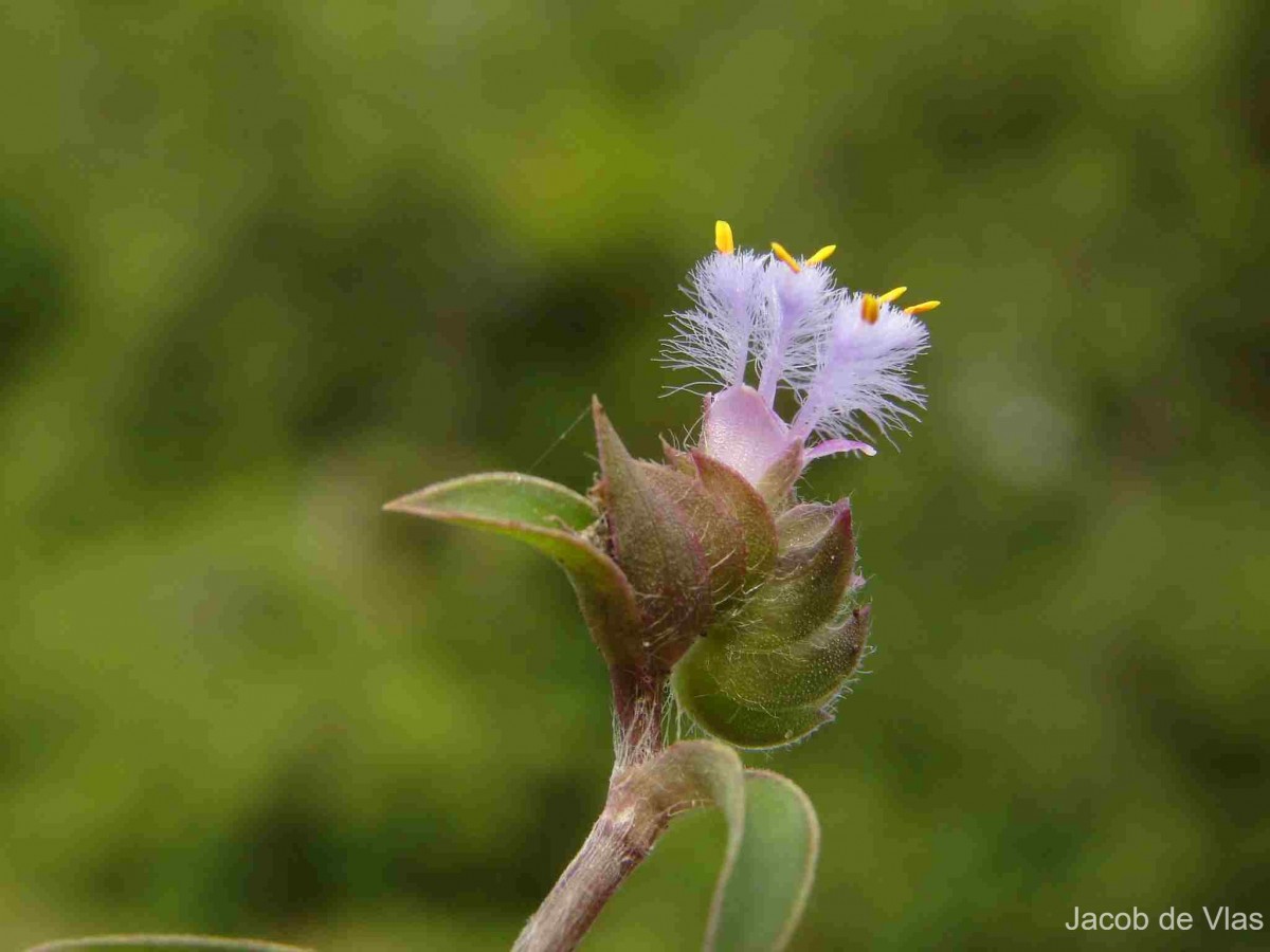 Cyanotis adscendens Dalzell